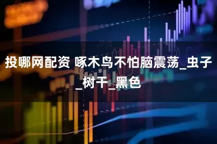 投哪网配资 啄木鸟不怕脑震荡_虫子_树干_黑色